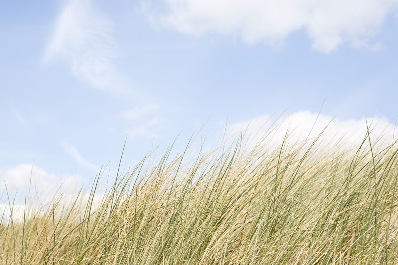 蓝天下枯黄的草地