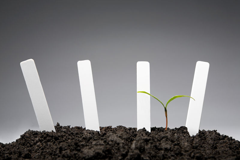 草地上成长的树苗