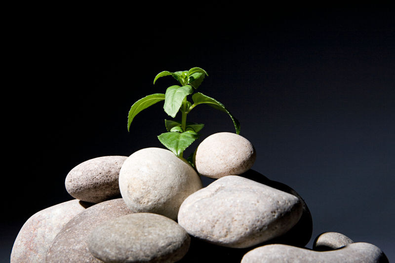 鹅卵石堆中生长的植物幼苗