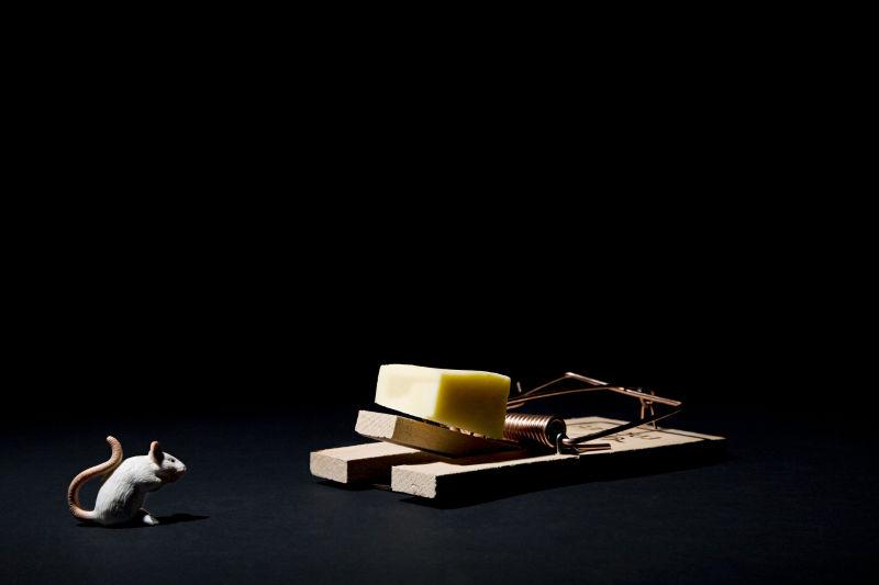 一只老鼠看着老鼠夹上的奶酪