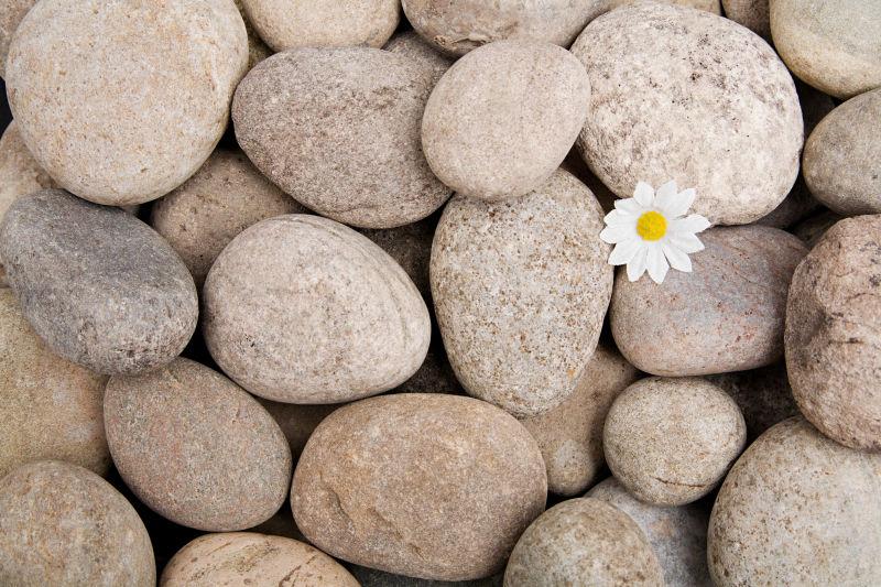 鹅卵石上的一朵美丽的小花