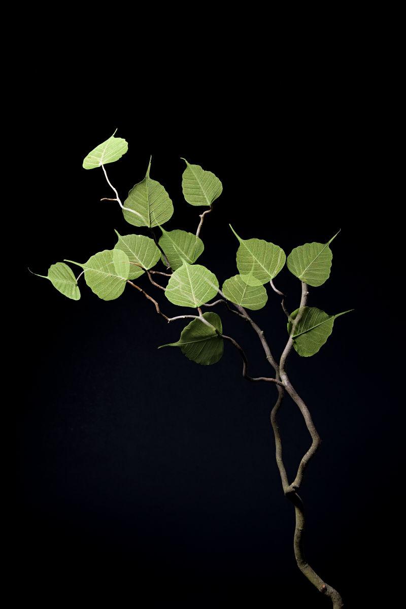 黑色空间里的植物