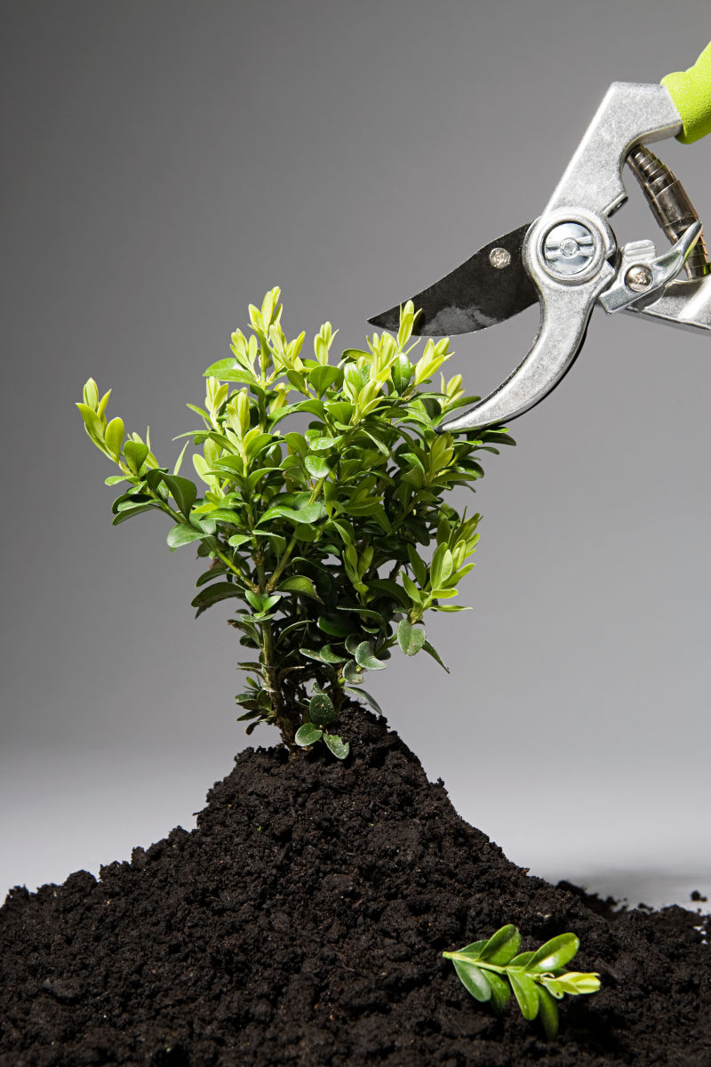 修建小树苗的人