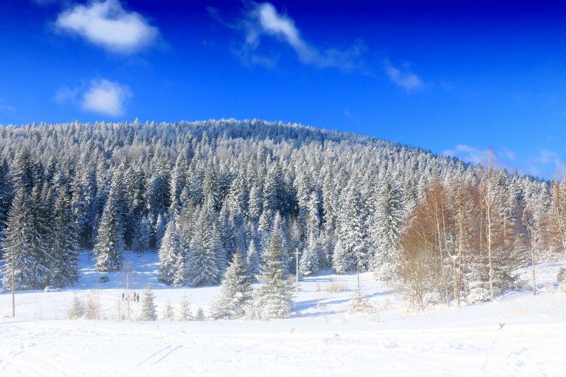 蓝天白云背景下的冬季覆盖着雪的松树林