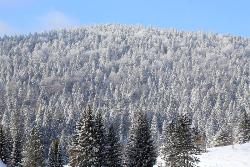 蓝天下冬季落满雪的松树林