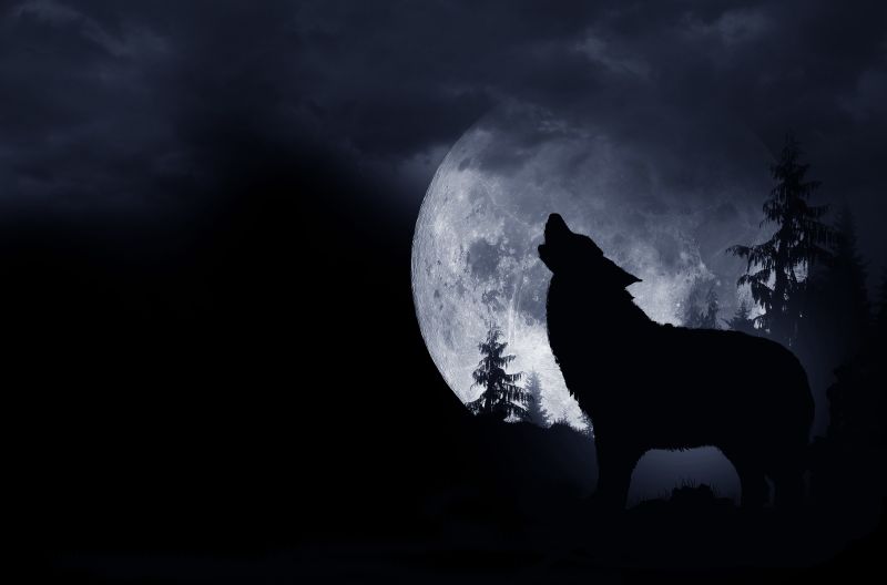 圆月下的狼