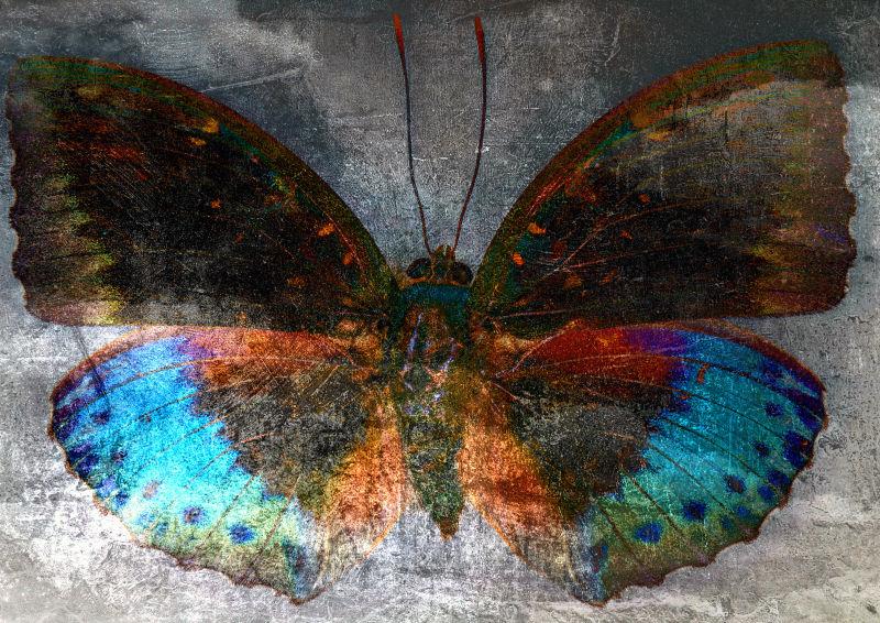 蝴蝶美丽的多彩翅膀