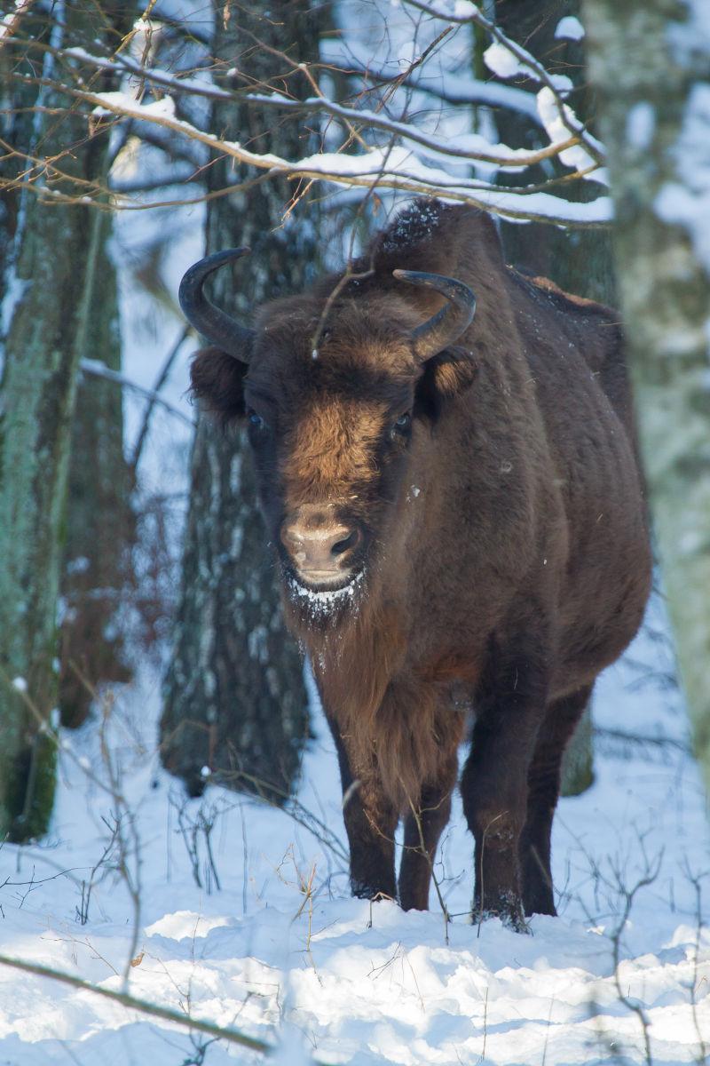 雪地里的一只野牛