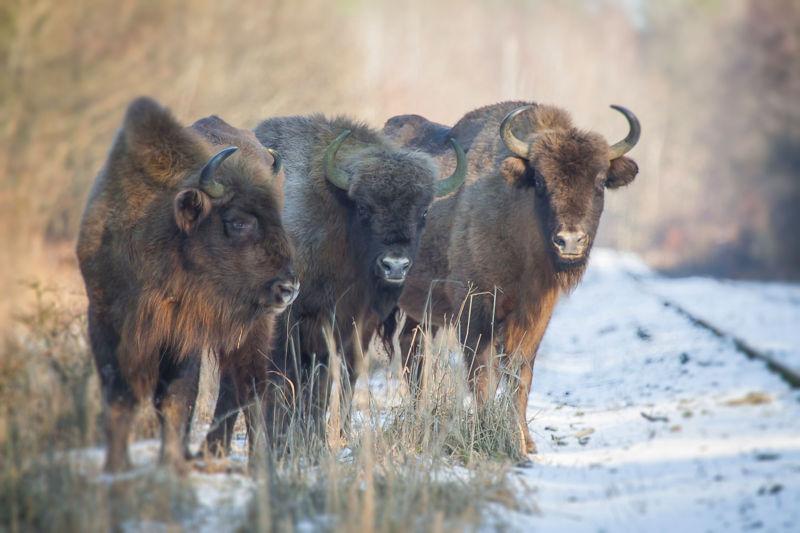 战成一排的野牛