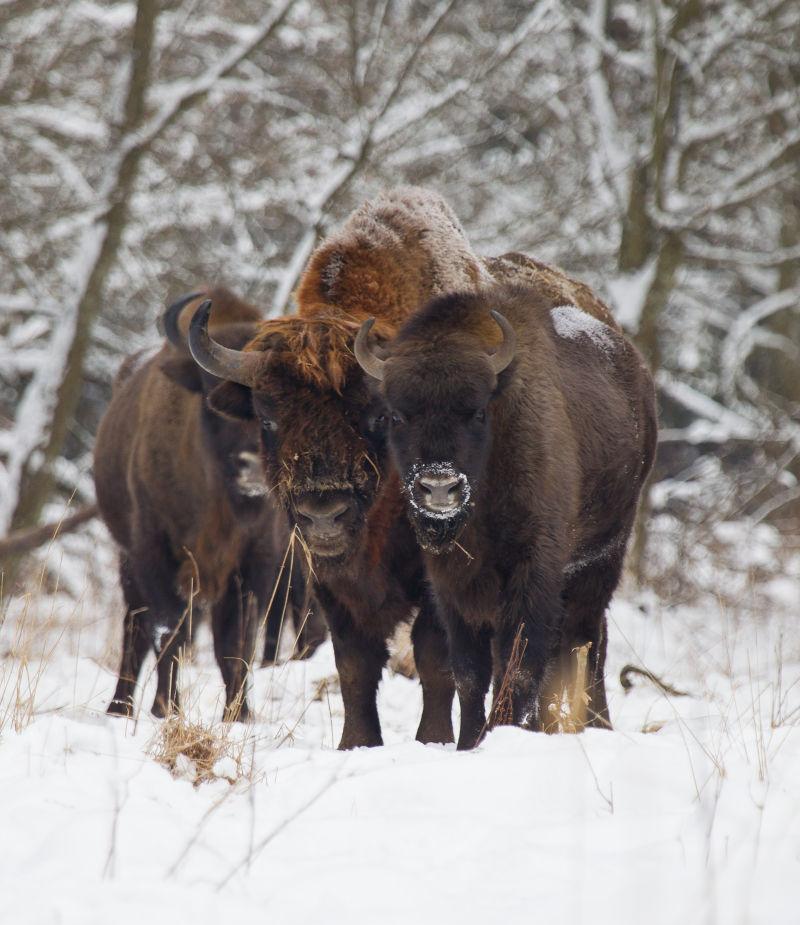 白色雪地上的一群野牛