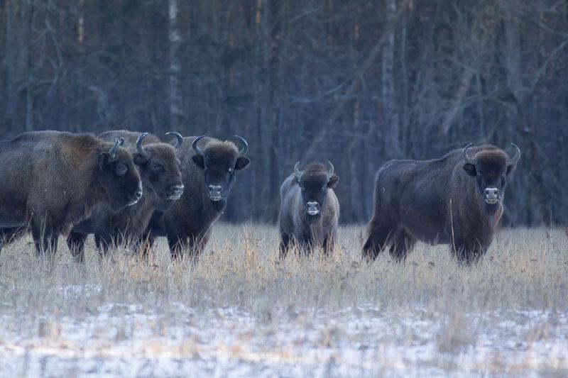 草地上的一群牛