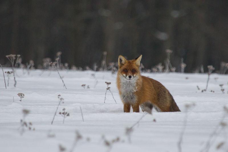 雪地裡的狐狸