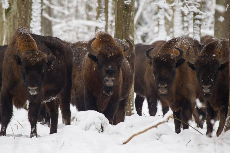 雪地森林里的野牛