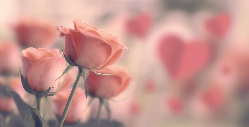情人节背景中的粉色玫瑰花束