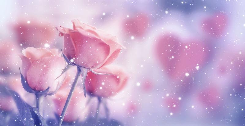 情人节快乐粉红色玫瑰