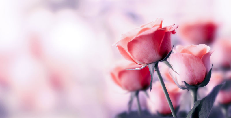 模糊背景中精致的玫瑰