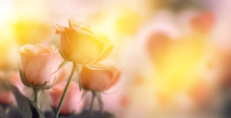 阳光下的情人节玫瑰