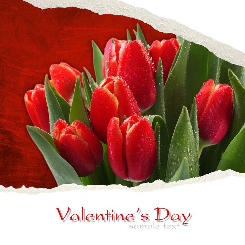 粉红色的郁金香上出现在白色的木质背景上