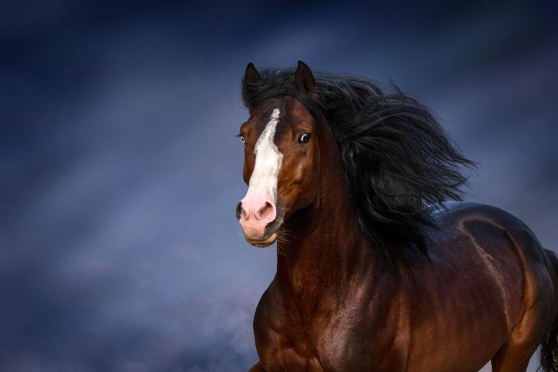 奔驰的黑色鬃毛马匹