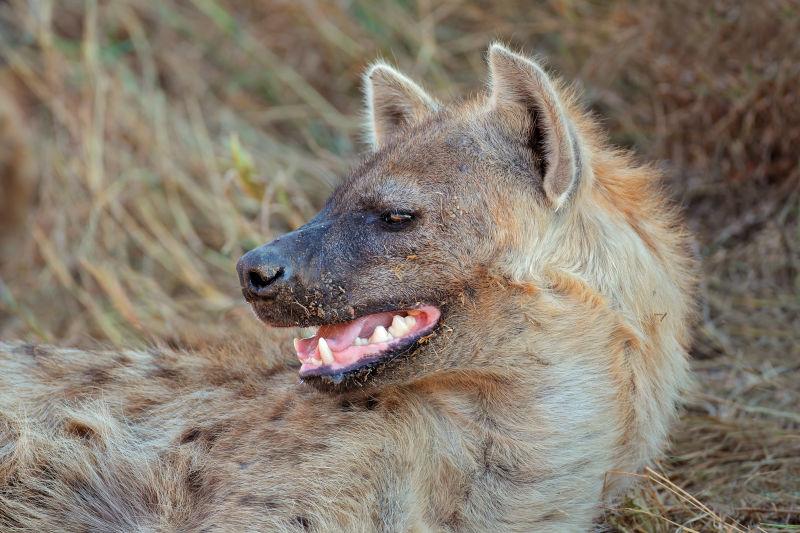 一只斑点鬣狗展示了它强大的下颚