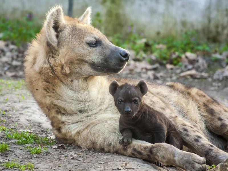 斑鬣狗母亲和婴儿休息在一起