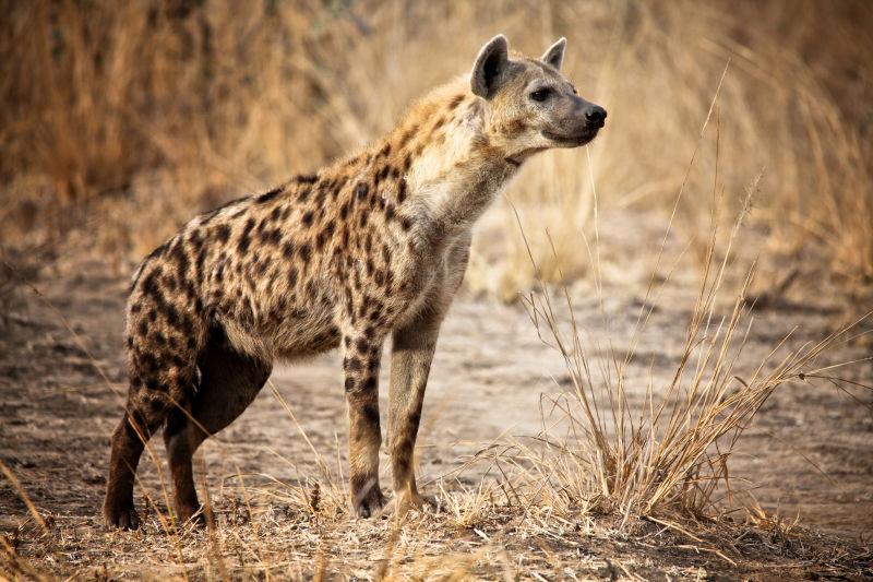 赞比亚鹿洼国家公园斑点鬣狗