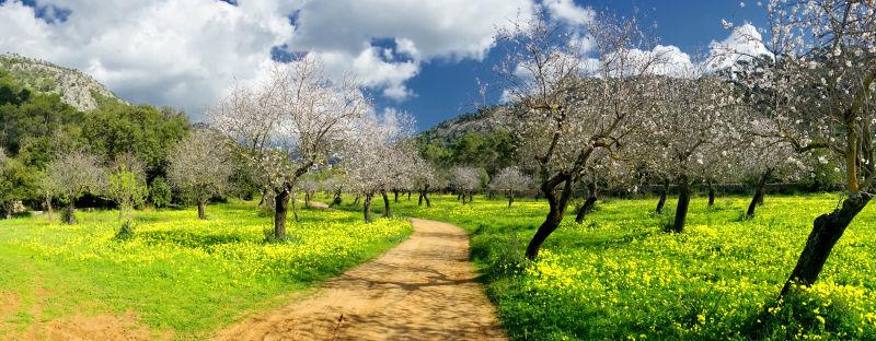 马略卡岛帕尔马的莱西萨之地