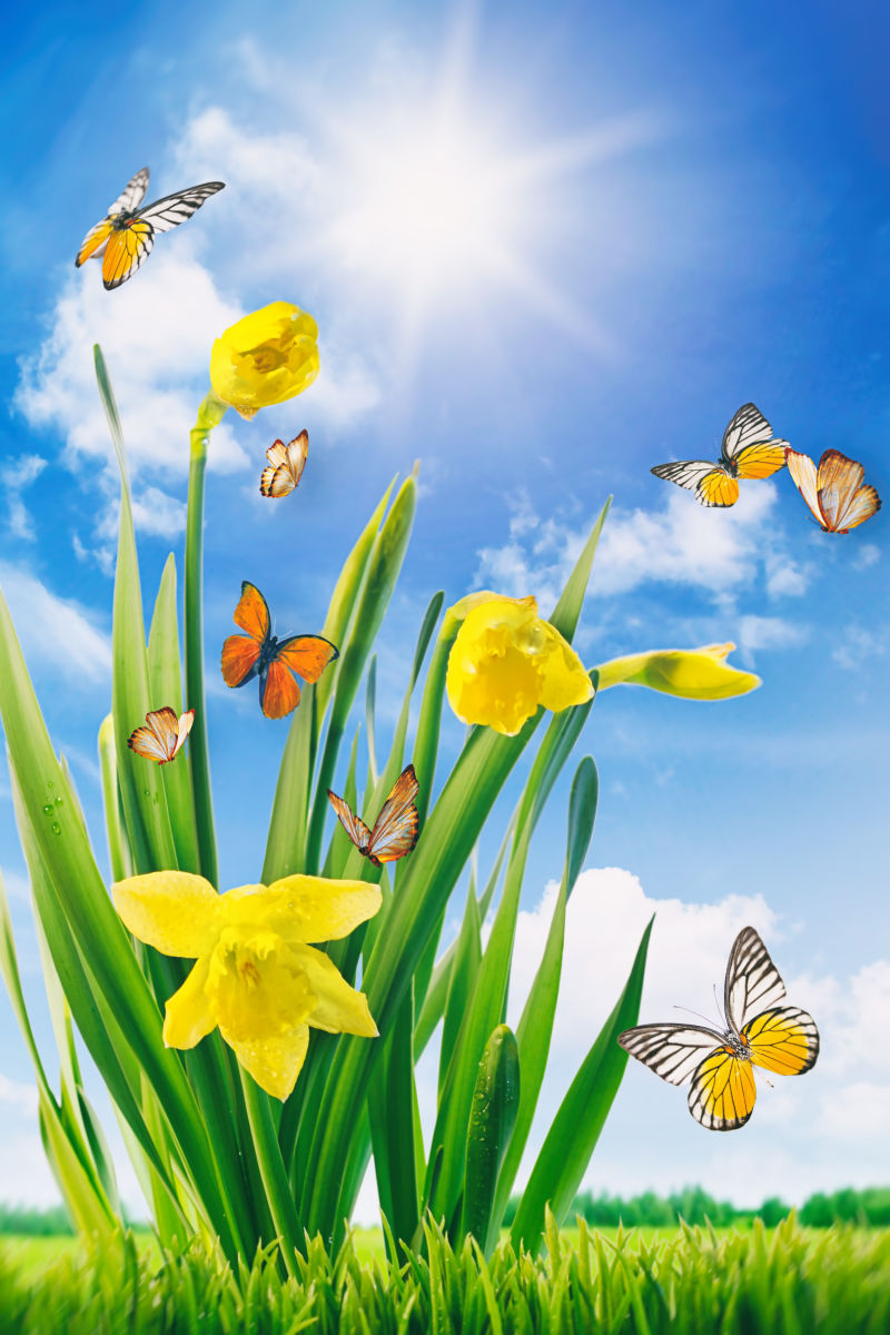 春季自然花朵风景图片 蓝天下的水仙花与蝴蝶素材 高清图片 摄影照片 寻图免费打包下载
