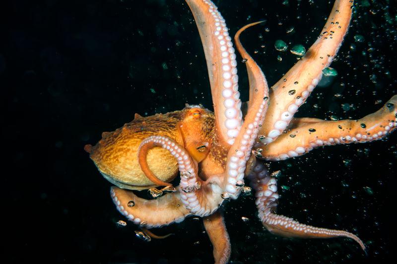 章鱼在深渊中飞翔