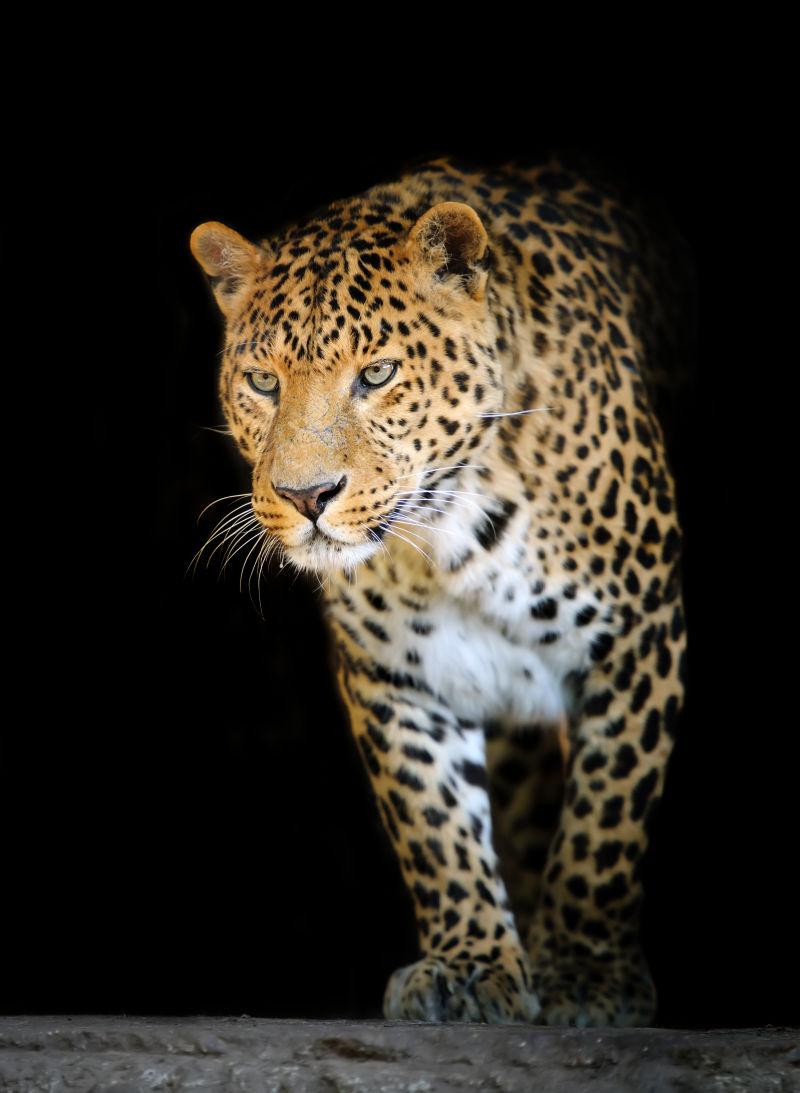 黑暗背景下的猎豹