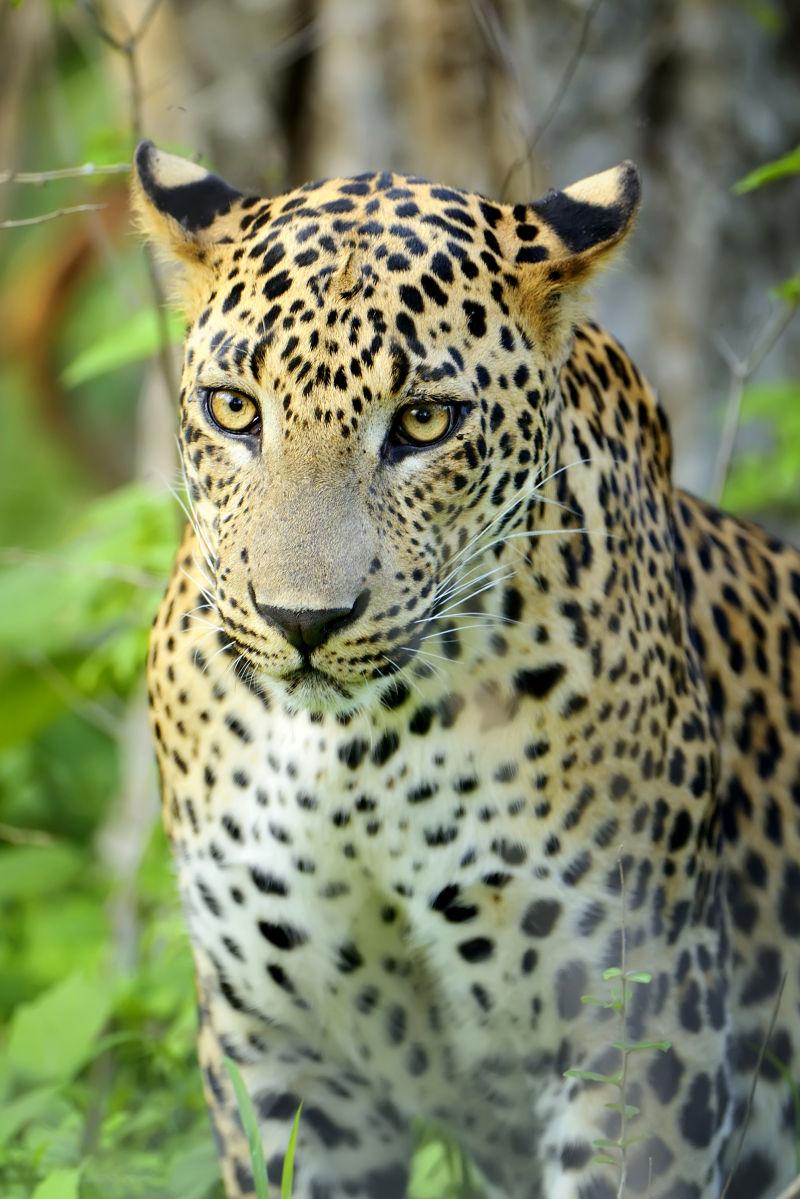 斯里兰卡岛上的野生豹