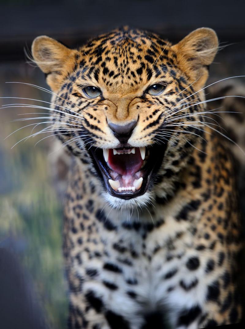 霸气的猎豹凶猛图片图片