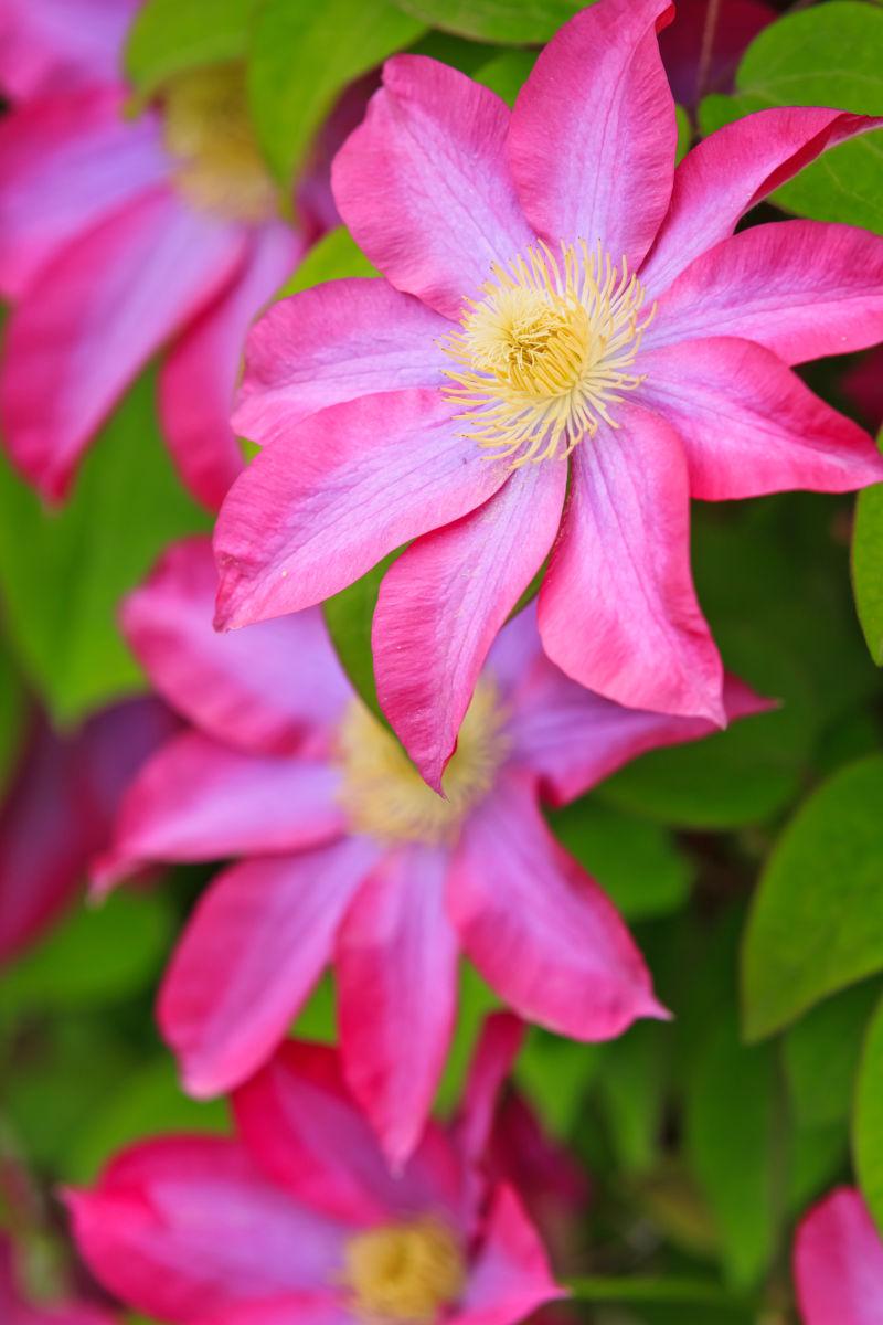 美丽的紫色丁香花朵