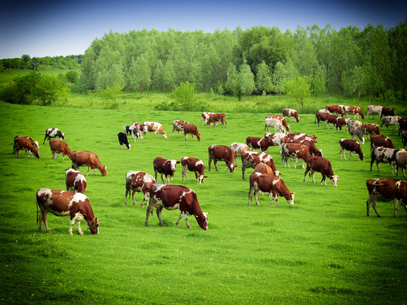 草原牛吃草照片大图图片
