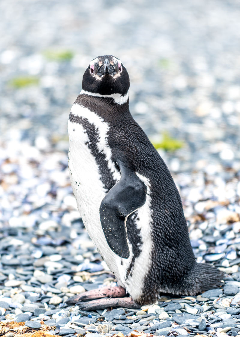 站在石子上的麦哲伦企鹅
