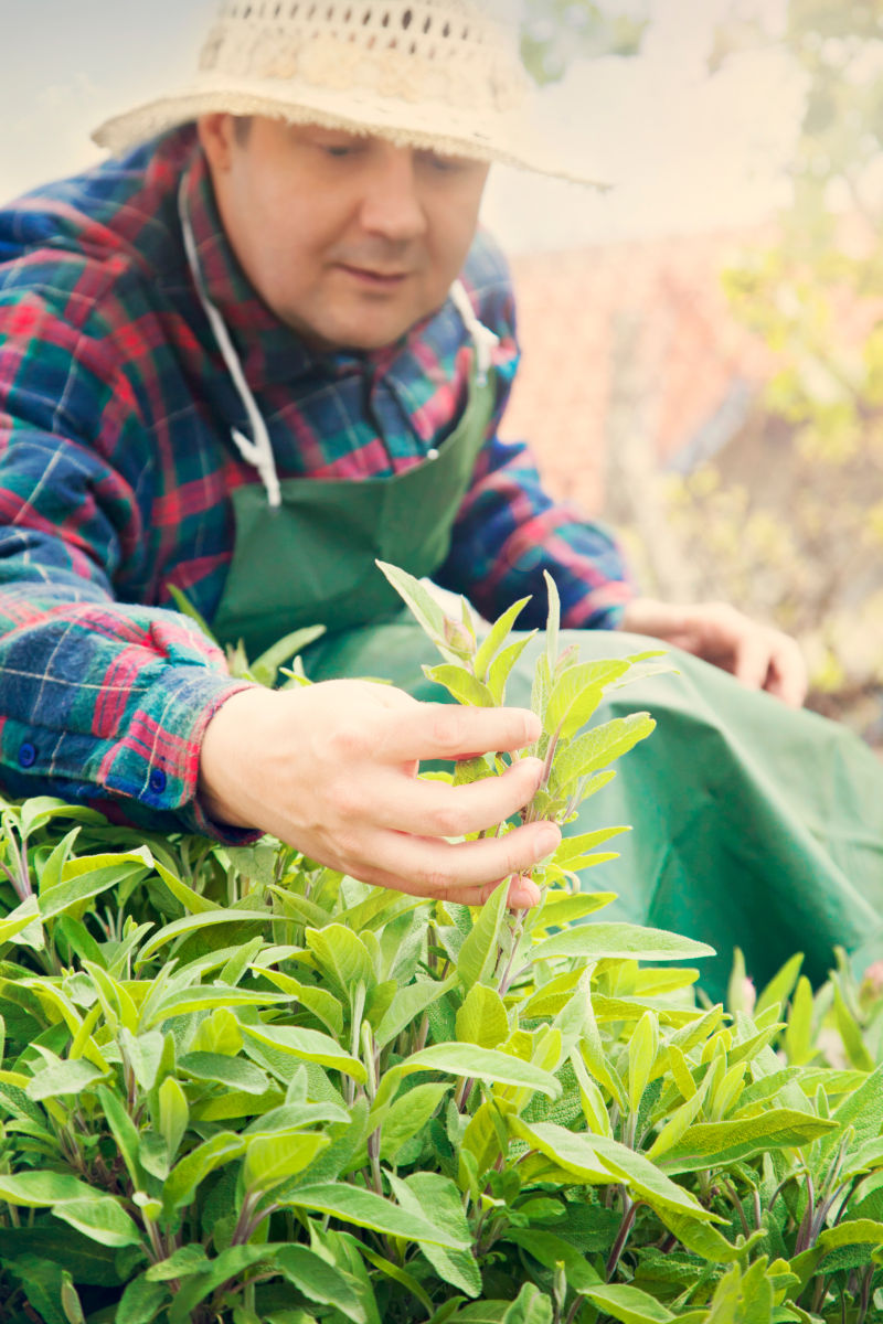 园丁正在查看植物