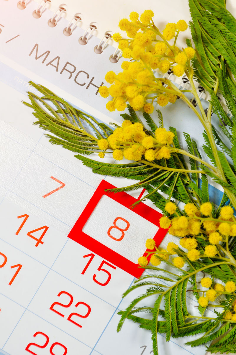 含羞草花在日历上与3月8日的框架日期