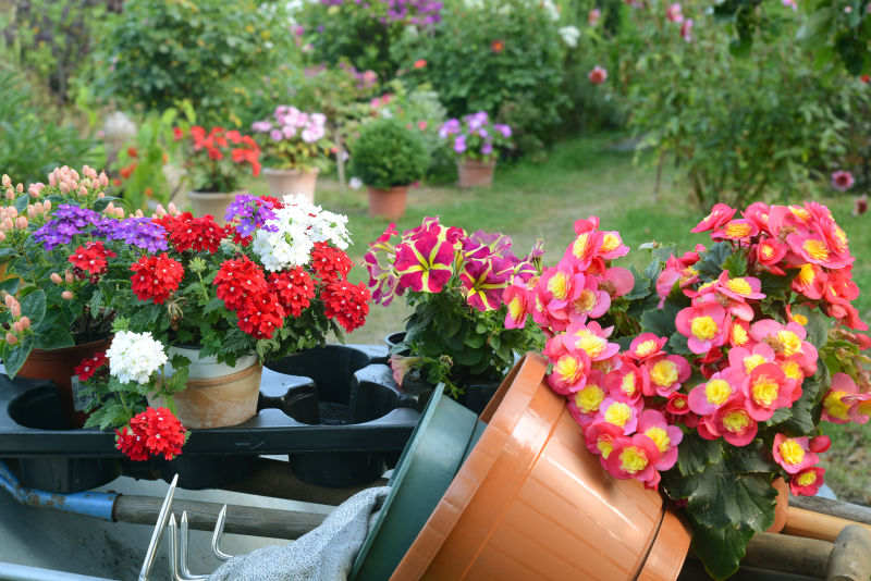 花园里各种鲜花盆栽