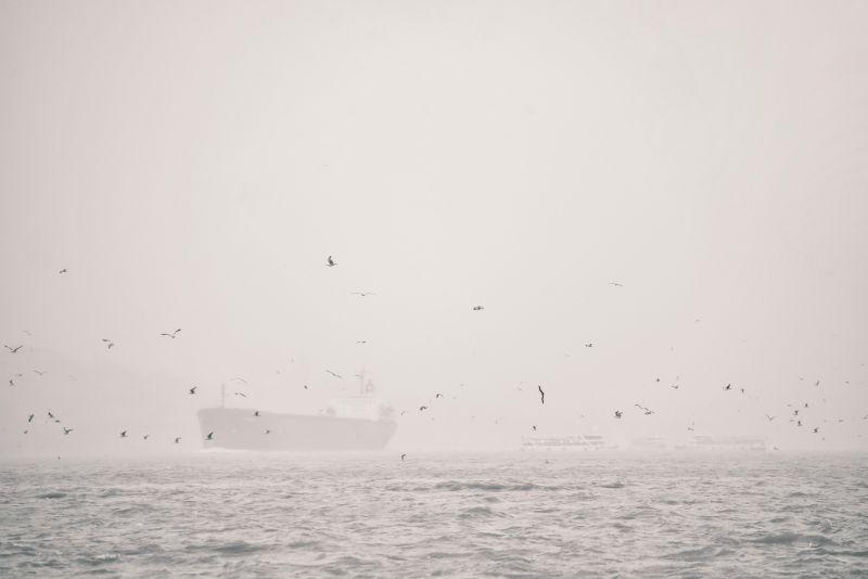 海上雾天上空有一群海鸥