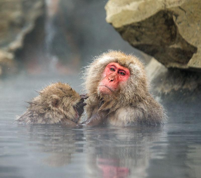 温泉里的日本猕猴母子