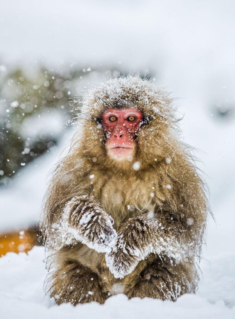 站在雪地里的猕猴