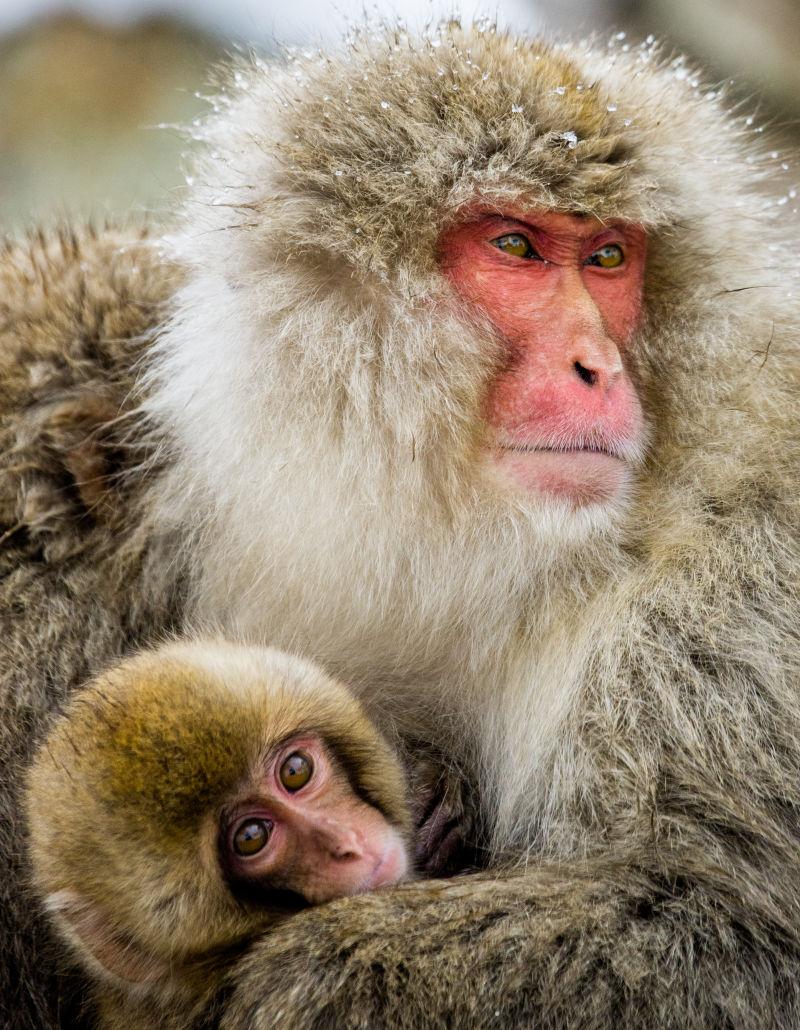 猴子妈妈和猴子宝宝