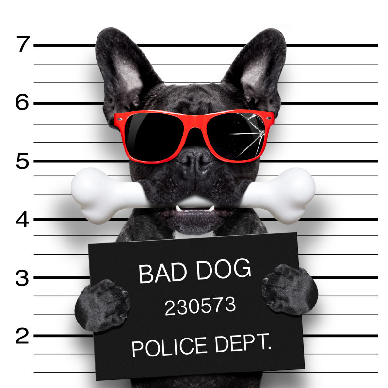 黑色的狗咬着骨头