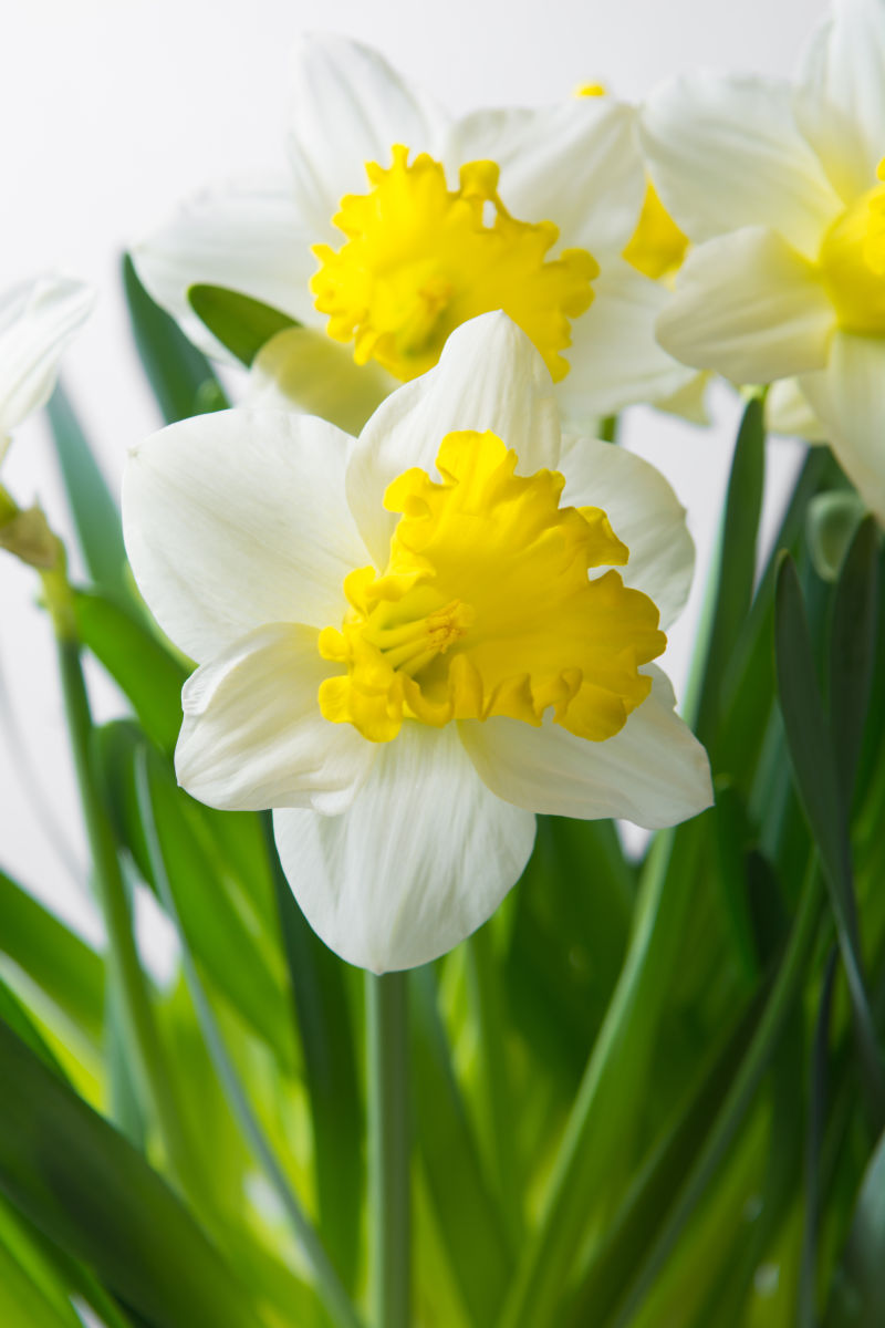 水仙花系列 黄白色水仙花图片 高清图片 图片素材 寻图免费打包下载
