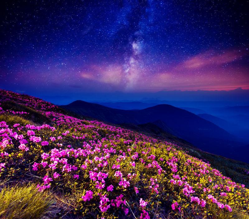 神奇的粉红杜鹃花在山上