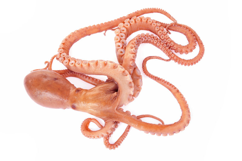 长着许多触手的章鱼