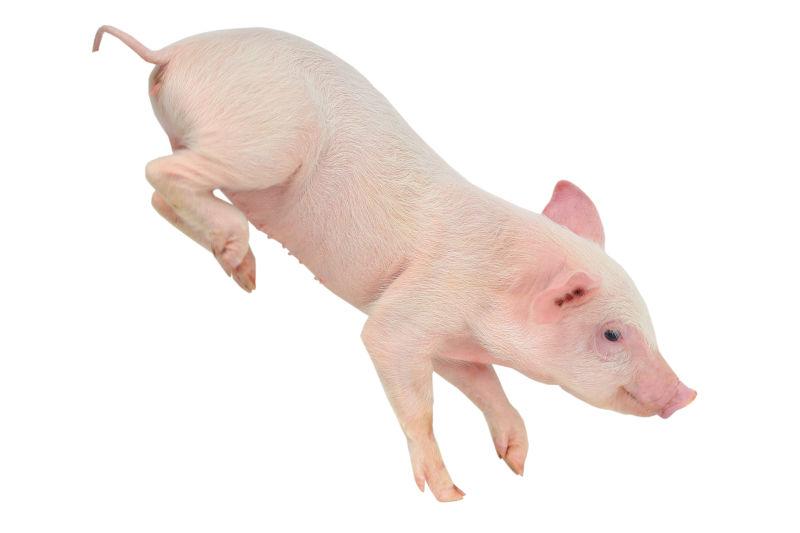 白色背景上的猪