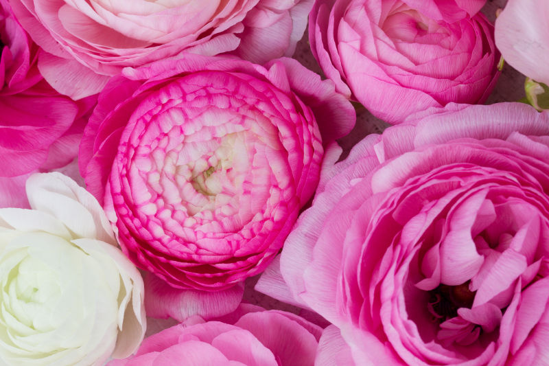 粉色和白色毛茛花