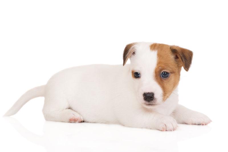 白色背景上的狗狗图片 白色背景上趴在地上的白色小狗素材 高清图片 摄影照片 寻图免费打包下载