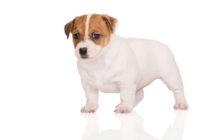白色背景上的狗狗图片 白色背景上站着的小狗素材 高清图片 摄影照片 寻图免费打包下载